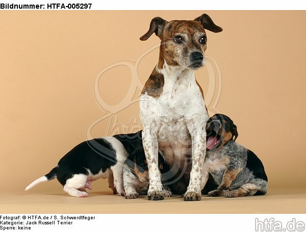 Jack Russell Terrier / HTFA-005297