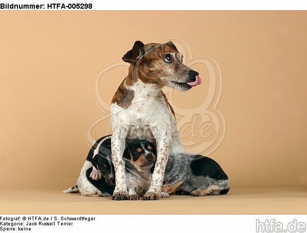 Jack Russell Terrier / HTFA-005298