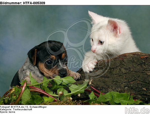 Jack Russell Terrier Welpe und Kätzchen / jack russell terrier puppy and kitten / HTFA-005309