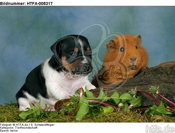 Jack Russell Terrier Welpe und Meerschwein / jack russell terrier puppy and guninea pig / HTFA-005317