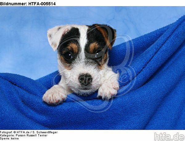 Parson Russell Terrier Welpe / parson russell terrier puppy / HTFA-005514