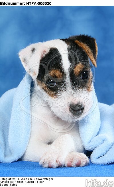 Parson Russell Terrier Welpe / parson russell terrier puppy / HTFA-005520