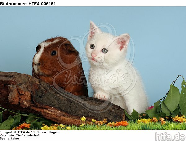Kätzchen und Meerschwein / kitten and guninea pig / HTFA-006151