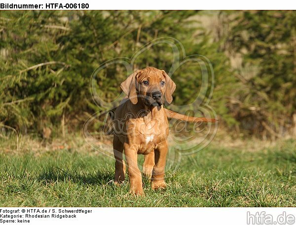 Rhodesian Ridgeback Welpe / rhodesian ridgeback puppy / HTFA-006180