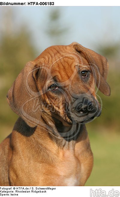 Rhodesian Ridgeback Welpe / rhodesian ridgeback puppy / HTFA-006183