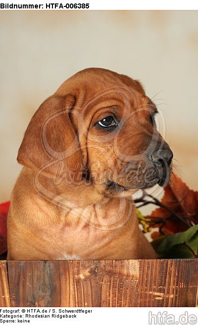 Rhodesian Ridgeback Welpe / rhodesian ridgeback puppy / HTFA-006385