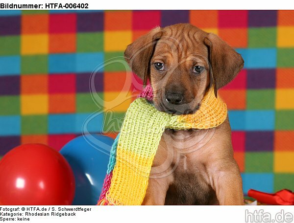 Rhodesian Ridgeback Welpe / rhodesian ridgeback puppy / HTFA-006402