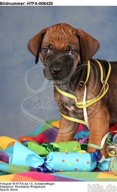 Rhodesian Ridgeback Welpe / rhodesian ridgeback puppy / HTFA-006420