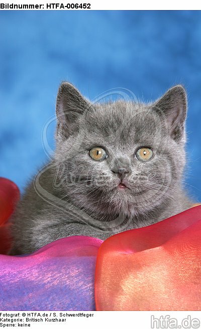 Britisch Kurzhaar Kätzchen / british shorthair kitten / HTFA-006452