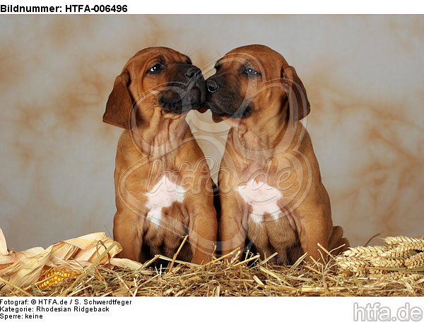 Rhodesian Ridgeback Welpen / rhodesian ridgeback puppies / HTFA-006496