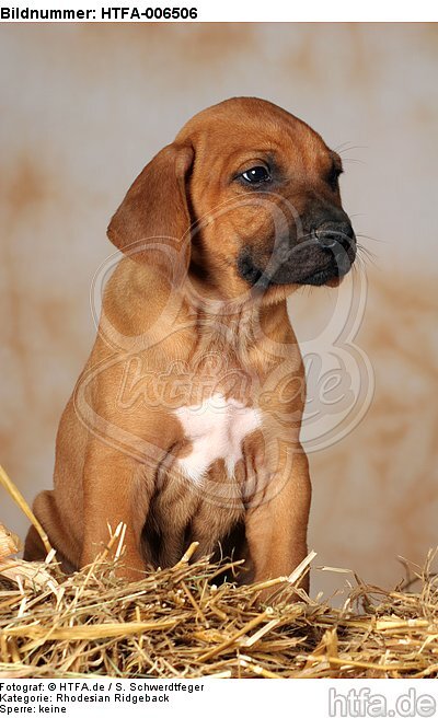 Rhodesian Ridgeback Welpe / rhodesian ridgeback puppy / HTFA-006506