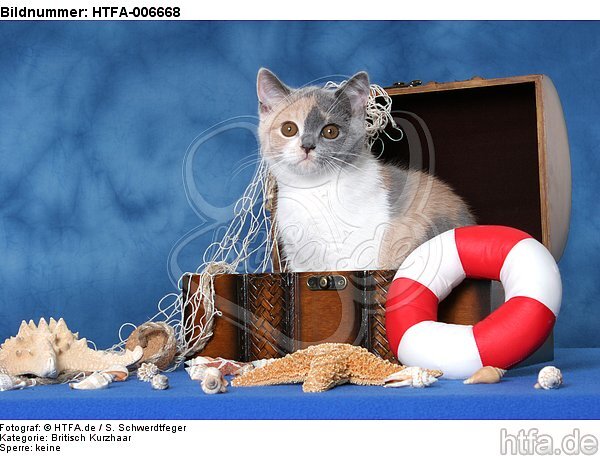 Britisch Kurzhaar Kätzchen / british shorthair kitten / HTFA-006668