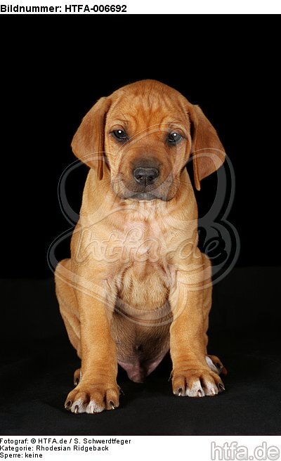 Rhodesian Ridgeback Welpe / rhodesian ridgeback puppy / HTFA-006692