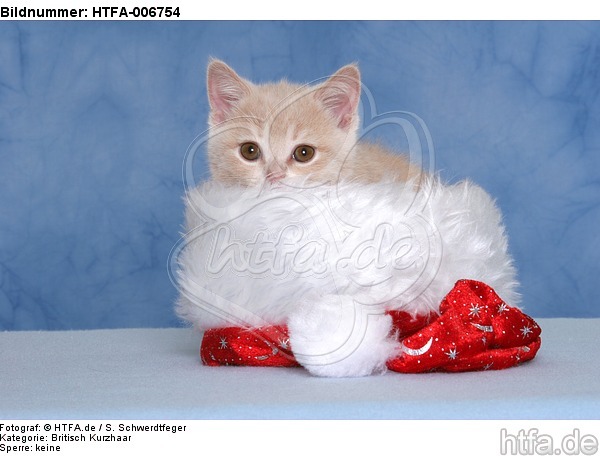 Britisch Kurzhaar Kätzchen / british shorthair kitten / HTFA-006754