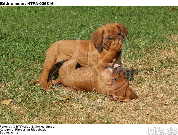 Rhodesian Ridgeback Welpen / rhodesian ridgeback puppies / HTFA-006816