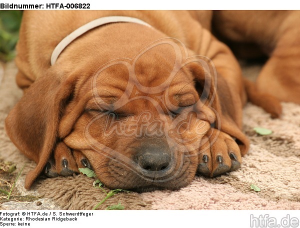 Rhodesian Ridgeback Welpe / rhodesian ridgeback puppy / HTFA-006822