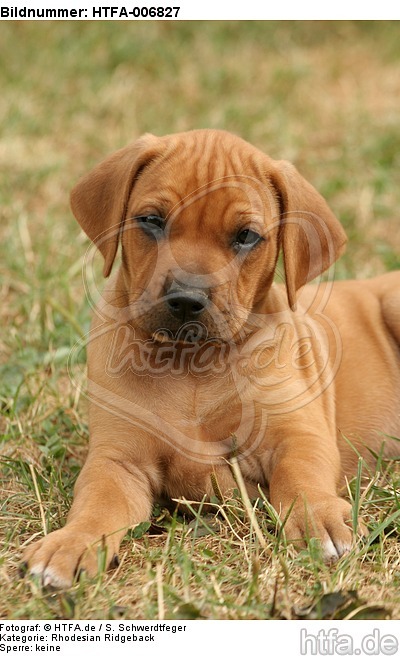 Rhodesian Ridgeback Welpe / rhodesian ridgeback puppy / HTFA-006827