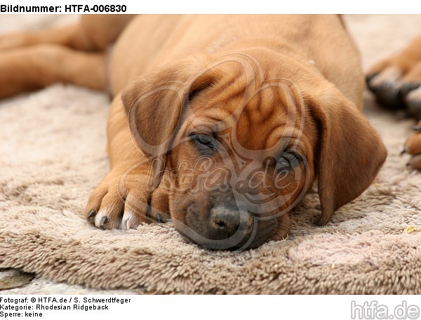 Rhodesian Ridgeback Welpe / rhodesian ridgeback puppy / HTFA-006830