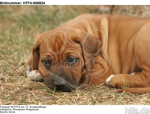 Rhodesian Ridgeback Welpe / rhodesian ridgeback puppy / HTFA-006834