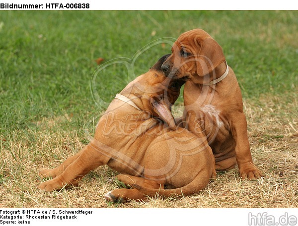 Rhodesian Ridgeback Welpen / rhodesian ridgeback puppies / HTFA-006838