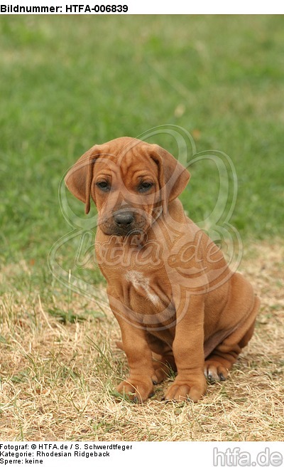 Rhodesian Ridgeback Welpe / rhodesian ridgeback puppy / HTFA-006839