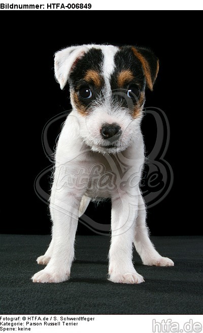 Parson Russell Terrier Welpe / parson russell terrier puppy / HTFA-006849