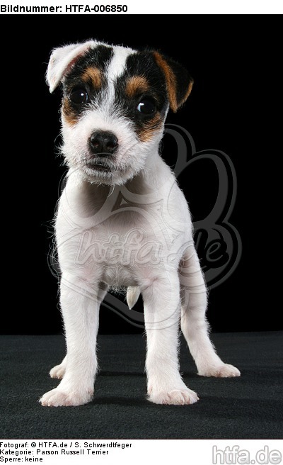 Parson Russell Terrier Welpe / parson russell terrier puppy / HTFA-006850