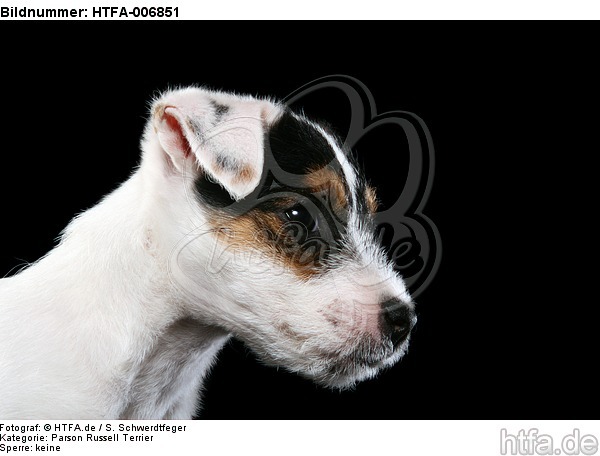 Parson Russell Terrier Welpe / parson russell terrier puppy / HTFA-006851