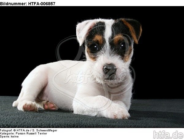 Parson Russell Terrier Welpe / parson russell terrier puppy / HTFA-006857