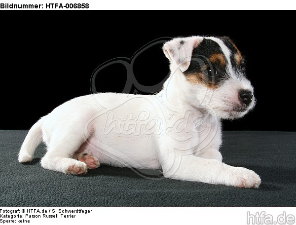 Parson Russell Terrier Welpe / parson russell terrier puppy / HTFA-006858