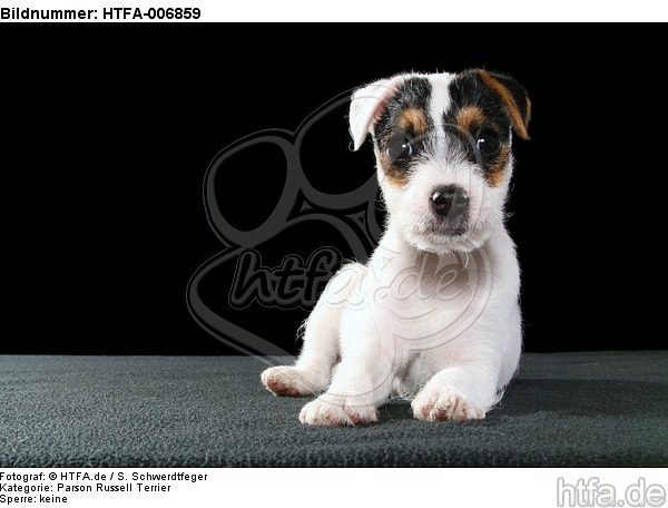 Parson Russell Terrier Welpe / parson russell terrier puppy / HTFA-006859