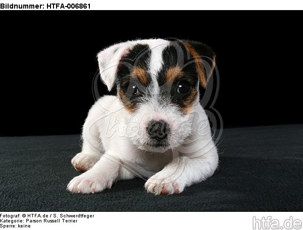 Parson Russell Terrier Welpe / parson russell terrier puppy / HTFA-006861