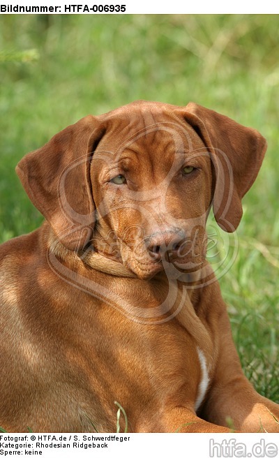 Rhodesian Ridgeback Welpe / rhodesian ridgeback puppy / HTFA-006935