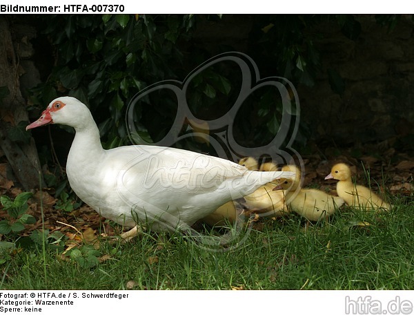 Warzenenten / muscovy ducks / HTFA-007370