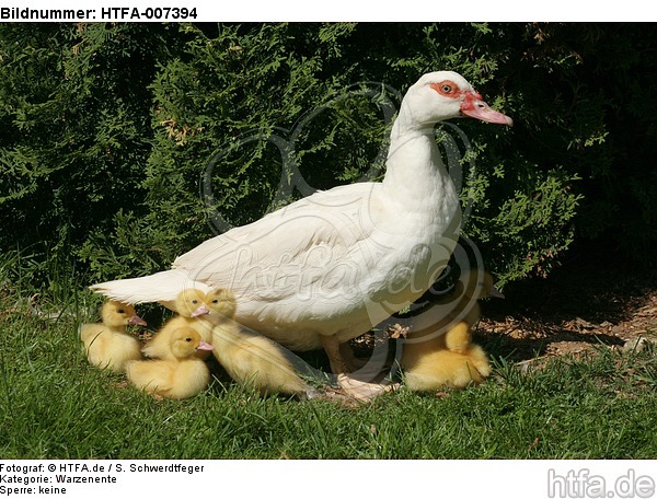 Warzenenten / muscovy ducks / HTFA-007394