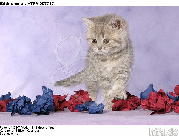 Britisch Kurzhaar Kätzchen / british shorthair kitten / HTFA-007717