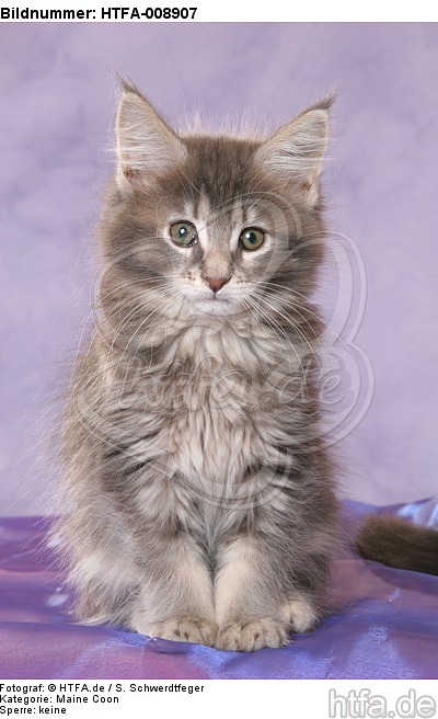 sitzendes Maine Coon Kätzchen / sitting maine coon kitten / HTFA-008907