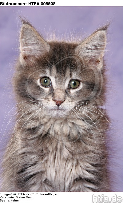 Maine Coon Kätzchen / maine coon kitten / HTFA-008908