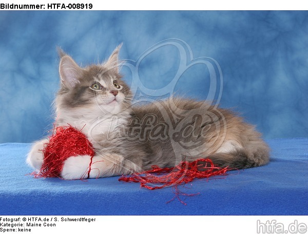 spielendes Maine Coon Kätzchen / playing maine coon kitten / HTFA-008919