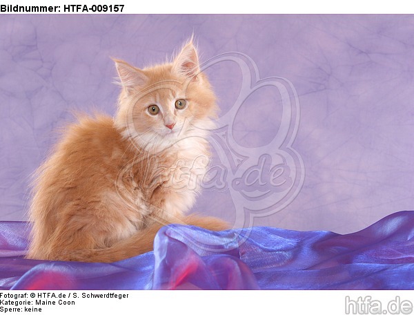 sitzendes Maine Coon Kätzchen / sitting maine coon kitten / HTFA-009157