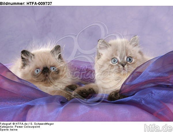 liegende Perser Colourpoint Kätzchen / lying persian colourpoint kitten / HTFA-009737