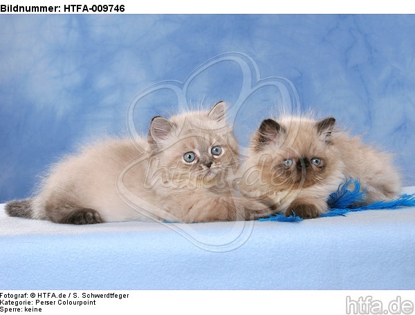 liegende Perser Colourpoint Kätzchen / lying persian colourpoint kitten / HTFA-009746
