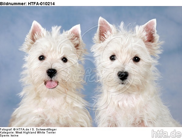 West Highland White Terrier Welpen / West Highland White Terrier Puppies / HTFA-010214