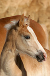 Haflinger Fohlen / haflinger horse foal