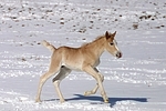 galoppierendes Haflinger Fohlen / galloping haflinger horse foal