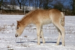 Haflinger Fohlen / haflinger horse foal