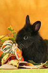 Zwergkaninchen / dwarf rabbit