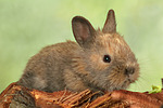 Zwergkaninchen / dwarf rabbit