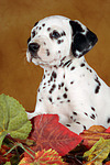 Dalmatiner Welpe / dalmatian puppy