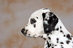 Dalmatiner Welpe / dalmatian puppy